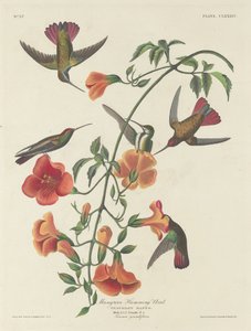 Mangrove Kolibrie