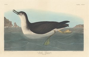Manks Pijlstormvogel, 1836