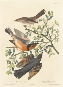 Bergspotlijster en Bonte Lijster, 1837