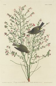 Oranjekroontje, 1833 door Robert Havell