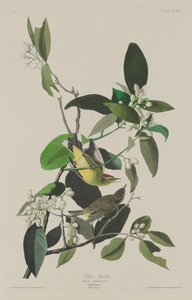 Palmzanger, 1833