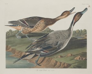 Pintail-eend