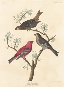 Haakbek, 1837