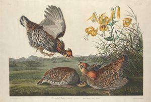 Gekraagde prairiehoen, 1834