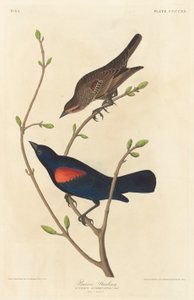 Prairie spreeuw (1838)