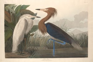 Purperreiger