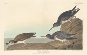 Paarse strandloper, 1835 door Robert Havell