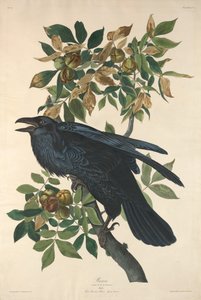 Raaf, 1831