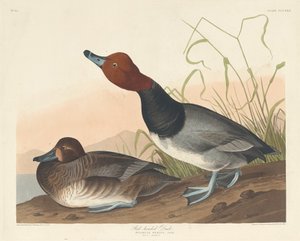Roodkop-eend, 1836