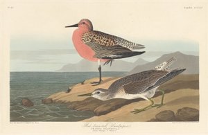 Roodborststrandloper, 1836 door Robert Havell