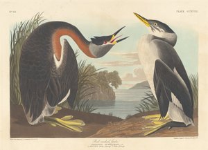 Roodhalsfuut, 1836 door Robert Havell