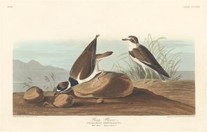 Ring Plover door Robert Havell