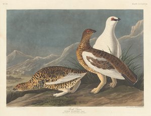 Rotsgrouse, 1837