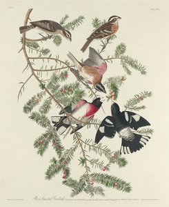 Roze-borstige grosbeak