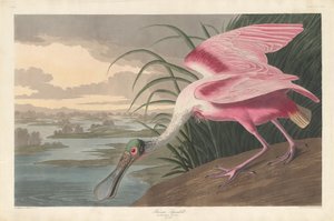 Roséschepbek, 1836