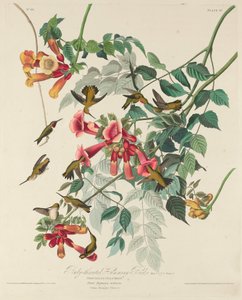 Robijnkeelkolibrie, 1828 door Robert Havell
