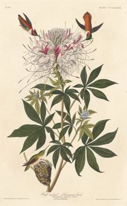 Ruff-necked kolibrie door Robert Havell