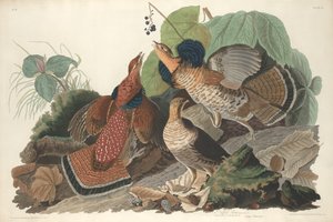 Ruffed Grouse, 1828 door Robert Havell