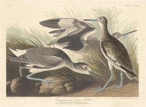 Halfgeplamde Snip of Willet