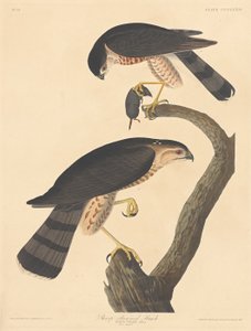 Sperwer, 1837