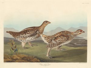 Scherpstaartrietgans, 1837