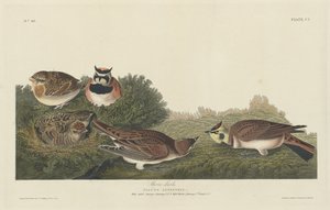 Strandleeuwerik, 1834 door Robert Havell