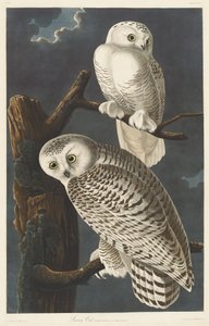 Sneeuwuil, 1831