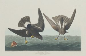 Stormvogel, 1835