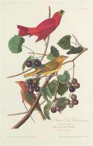 Zomerse Rode Vogel, 1828
