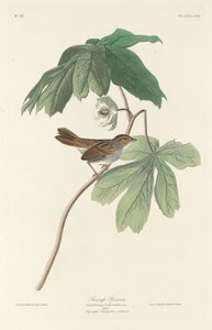 Moerassperwer, 1829