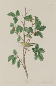 Tennessee-zanger, 1832