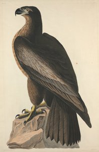 De vogel van Washington of grote Amerikaanse zeearend