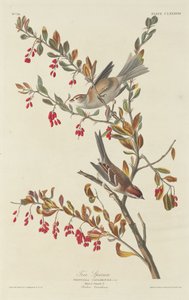 Huismus, 1834