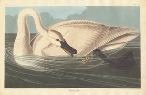 Trompetzwaan, 1838