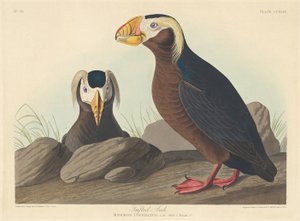 Kuifalk, 1835 door Robert Havell