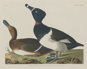 Kuifeend, 1834 door Robert Havell