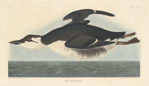 Uria Brunnichii, 1835