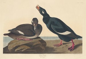Fluweel eend, 1835