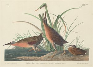 Virginia Rail, 1834 door Robert Havell