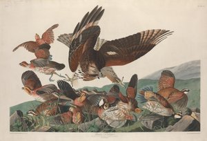 Virginische Patrijs, 1830
