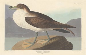 Zwerfstormvogel, 1835 door Robert Havell