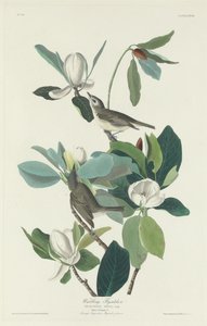 Zingende Vliegenvanger, 1831 door Robert Havell