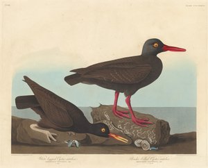 Witpoot-scholekster en slankbek-scholekster, 1838 door Robert Havell