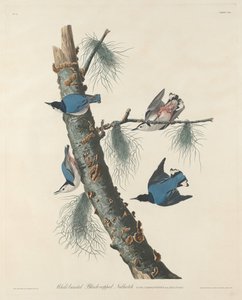 Witborstige Zwartkapboomklever, 1832 door Robert Havell