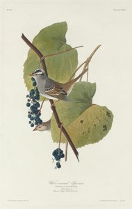 Witkroonsparrow, 1831