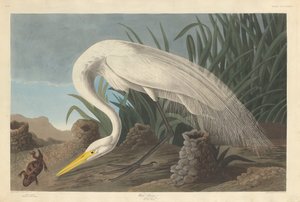 Witte Reiger, 1837 door Robert Havell