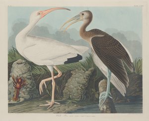 Witte ibis, 1834