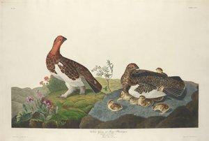 Witte korhoen
