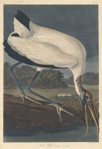 Houtibis, 1834 door Robert Havell
