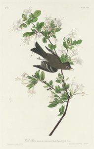 Hout Pewee, 1831 door Robert Havell